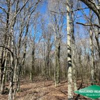 66 ac - Hunting Tract with Home Site Potential - PRICE REDUCED images 2