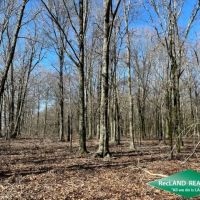 66 ac - Hunting Tract with Home Site Potential - PRICE REDUCED images 4
