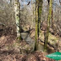 66 ac - Hunting Tract with Home Site Potential - PRICE REDUCED images 5