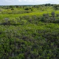 150 Acres Hunting Ranch Wheeler County images 5