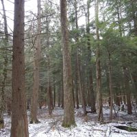 Pigeon Hill Hunt Play images 2