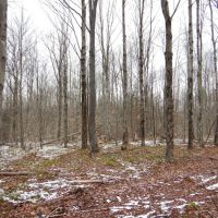 Pigeon Hill Hunt Play images 4