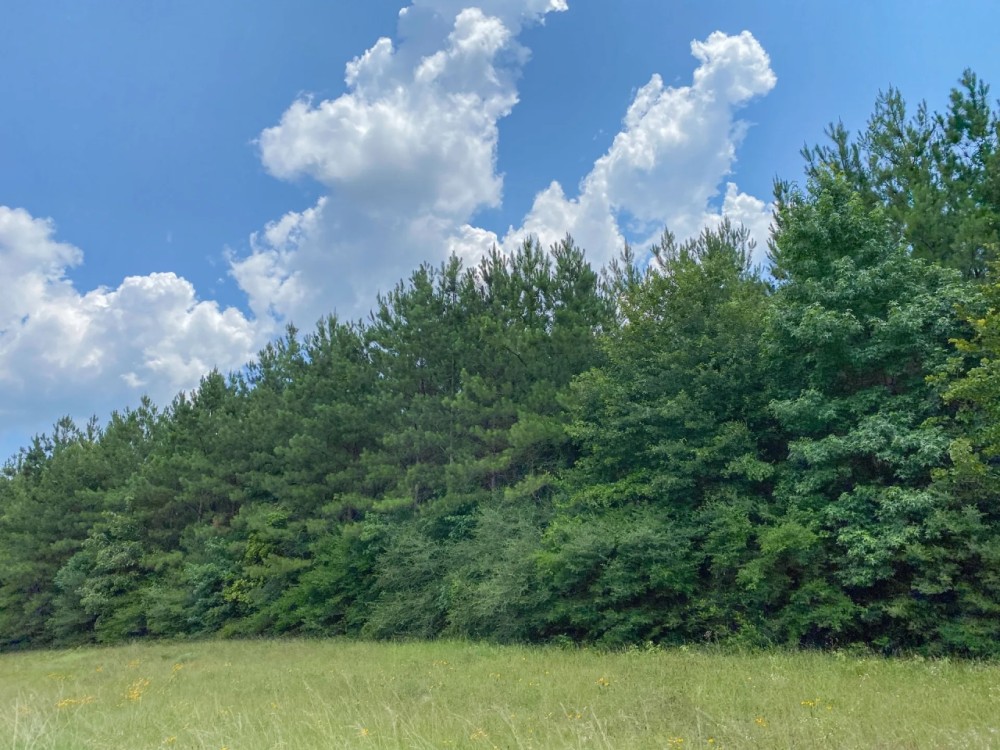 411 Acres Hwy 59 featured image