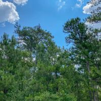 411 Acres Hwy 59 images 4