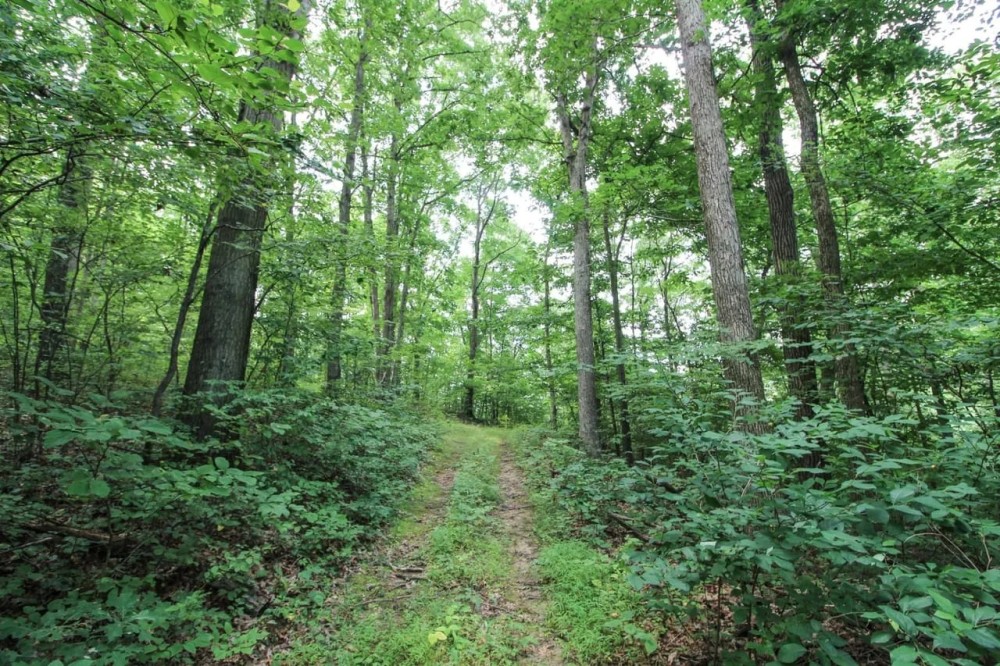 TR 263 - 25 acres - Jefferson County featured image