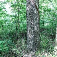 TR 263 - 25 acres - Jefferson County images 5