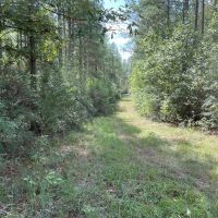 37.46 AC Amite County For Sale Near the State Line images 4