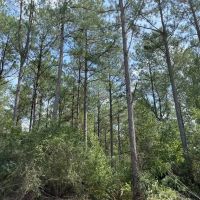 37.46 AC Amite County For Sale Near the State Line images 5