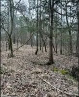 97.6 Acres in Tallahatchie County images 5