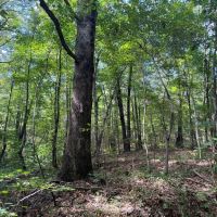 59-019-pond-mountain-139ac images 5