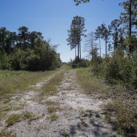 166 acres of Hunting and Timber Land For Sale in Craven County NC images 2