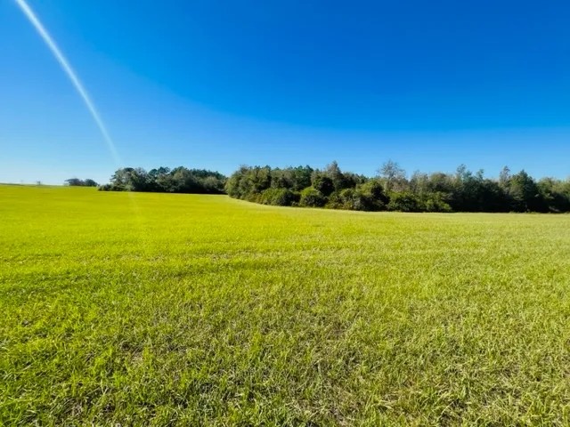 20 Stunning acres some pasture Mature Woods Jayess MS featured image