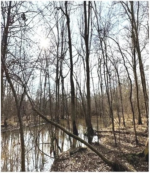 38.45 Acres in Rankin County in Pearl MS featured image