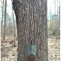 38.45 Acres in Rankin County in Pearl MS images 2