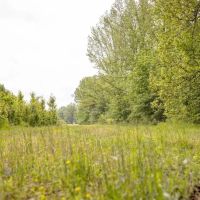 268 - Acres for Sale Claiborne County MS images 5