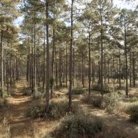 Heritage Plantation Lodge images 3