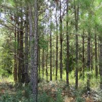 Gordon Chapel West Tract
