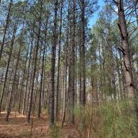 Town Creek Farm images 5