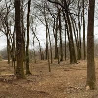 3 acres on the Ouachita River in Hot Spring County images 3