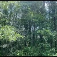 48.5 Acres With Three Homes in Copiah County in Hazlehurst MS images 2