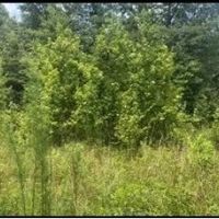 48.5 Acres With Three Homes in Copiah County in Hazlehurst MS images 4