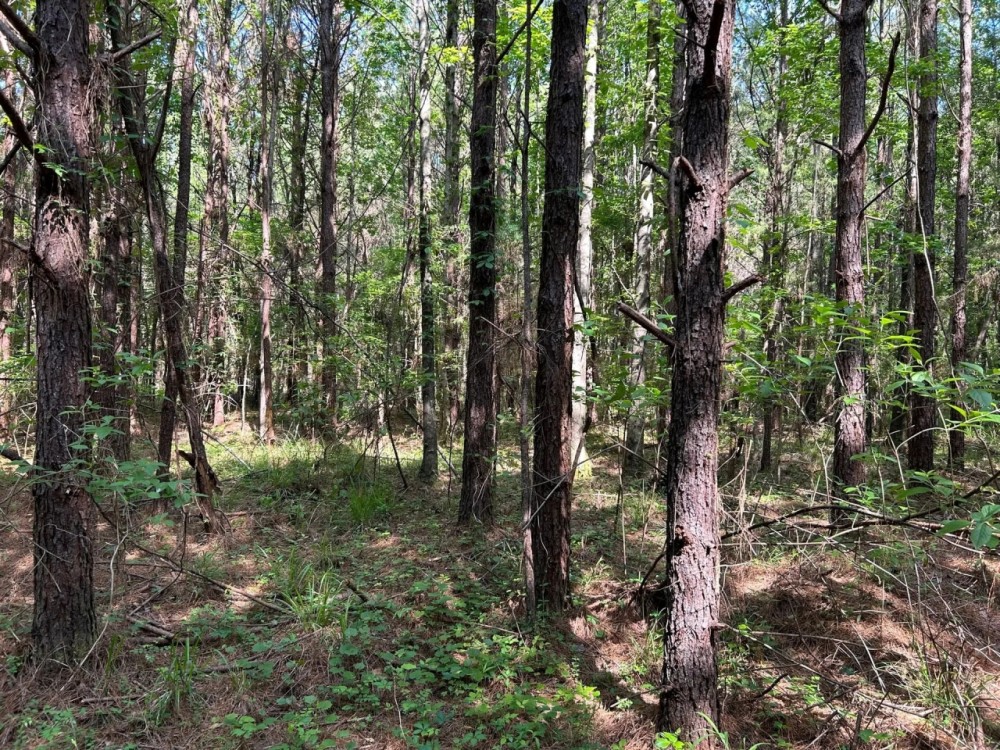 66-126-bear-creek-tract featured image