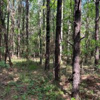 66-126-bear-creek-tract
