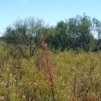 Day Deer Lease at $175/day - Texas Panhandle