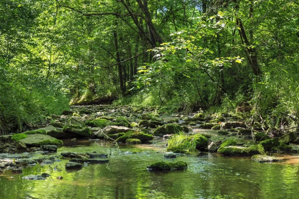 126.55 surveyed acres of excellent hunting recreational property with creek and rustic cabin located in Jackson County TN featured image