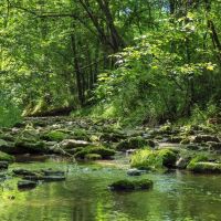 126.55 surveyed acres of excellent hunting recreational property with creek and rustic cabin located in Jackson County TN