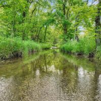 126.55 surveyed acres of excellent hunting recreational property with creek and rustic cabin located in Jackson County TN images 5