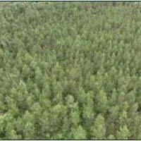 91.7 Acres in Leake County in Kosciusko MS images 3