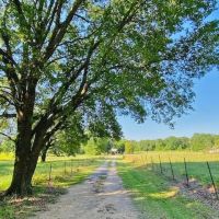 Home and 10 acres Mt. Hermon LA images 2