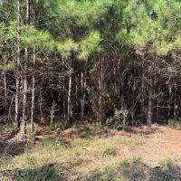 52 acres near Lake Martin in Tallapoosa Co images 2