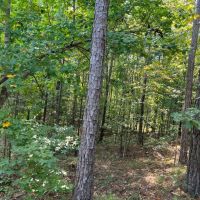 52 acres near Lake Martin in Tallapoosa Co images 3