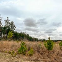 16 Acres Paces Creek T-3A images 3