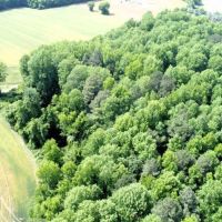 32 acres of Developable Farm and Timberland for Sale in Edgecombe County NC images 5