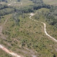 81 Acres Jasper County images 4