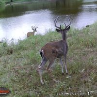 Hog Hunts