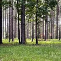 635 Acres in Newton County in Perdue MS