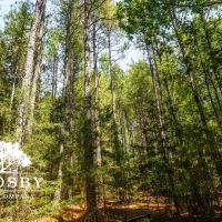 99 Road Tract images 5