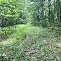 Turkey Foot Rd. Fayette County - 293 acres images 5