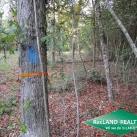 14.6 ac - Wooded Tract for Home Site - PRICE REDUCED images 5