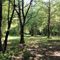 04-020-pearson-alabama-oxbow-454 images 5