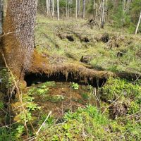 50 - Acres Bordering U.S. Forest Service in Graham County images 3