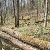 50 - Acres Bordering U.S. Forest Service in Graham County images 5