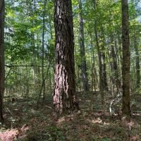 59-020-little-canoe-creek images 3