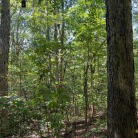 59-020-little-canoe-creek images 4