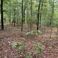 53 - Acres Price Ford Road Cleburne County images 3