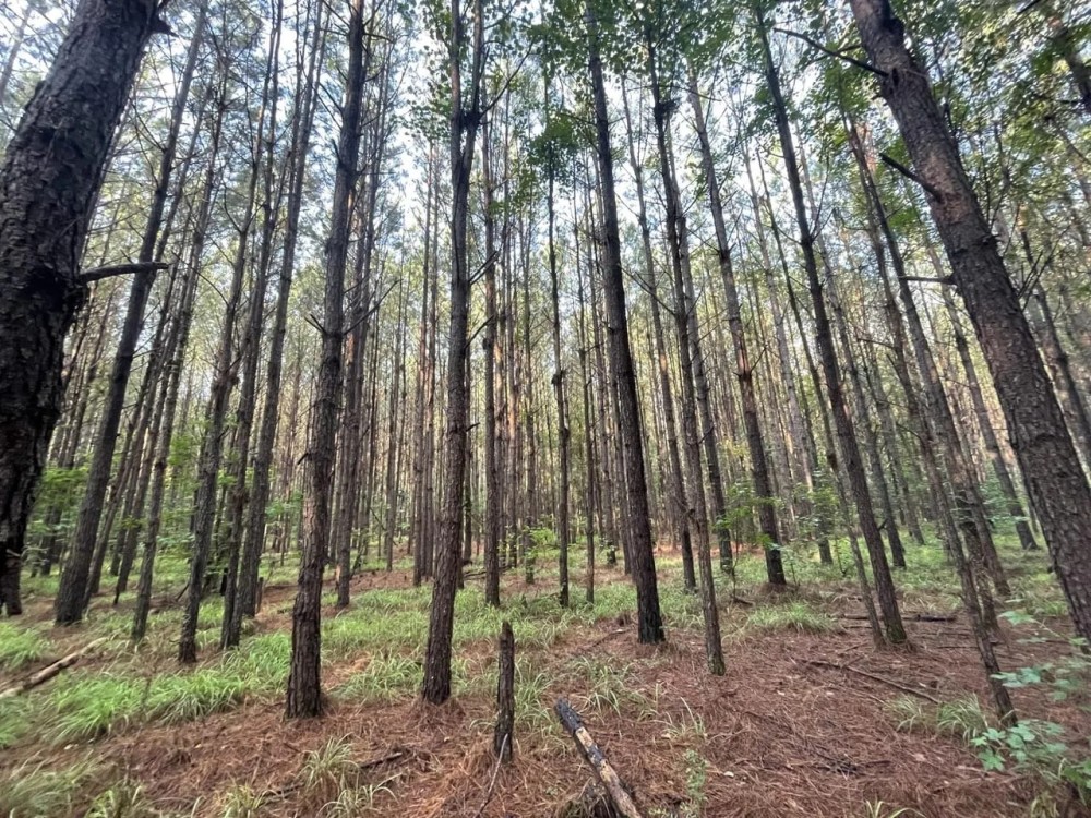 Mathews AL Homesite with Beautiful Mature Trees featured image